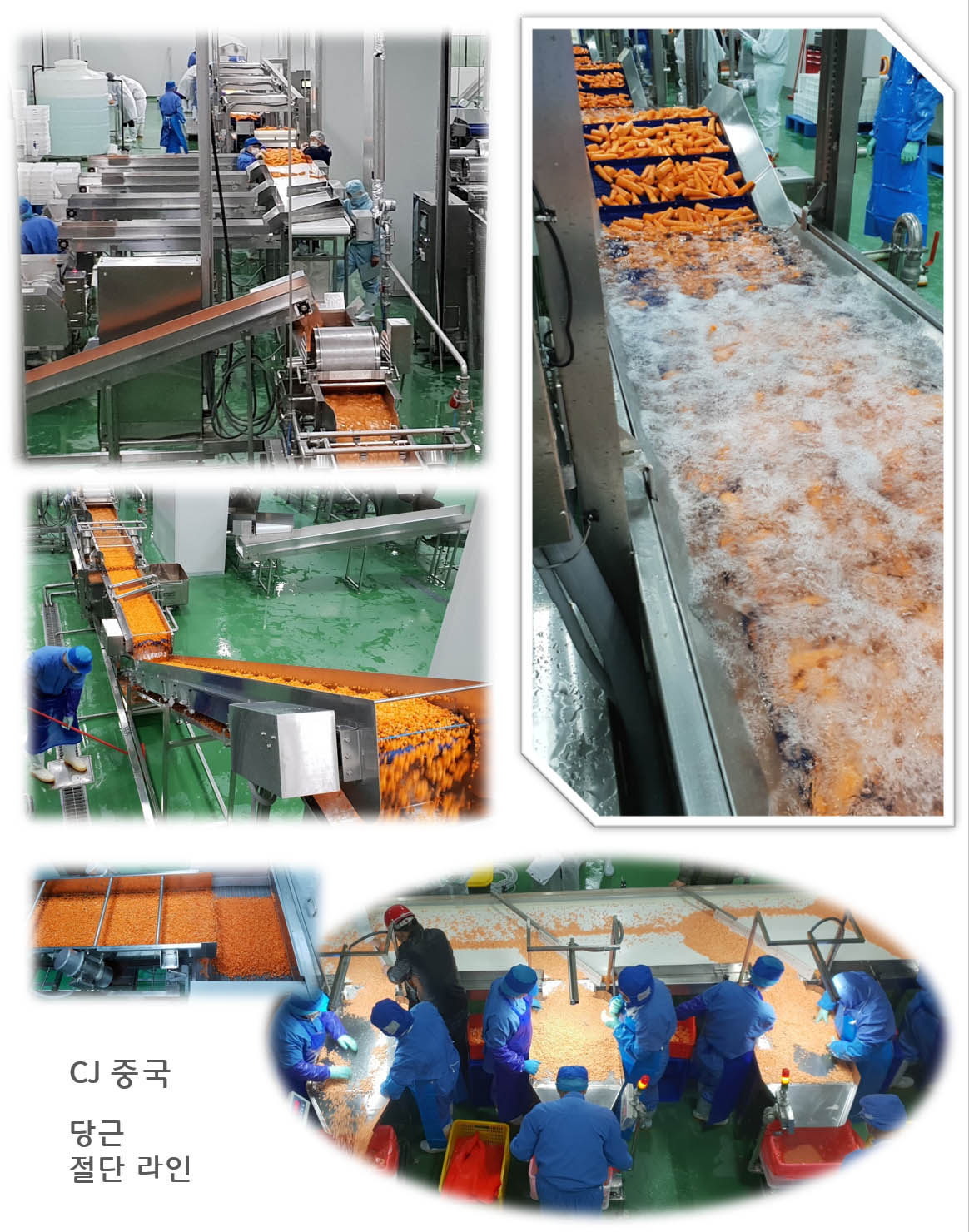 사업영역